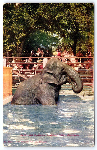 Chicago illinois elephant - chicago, il