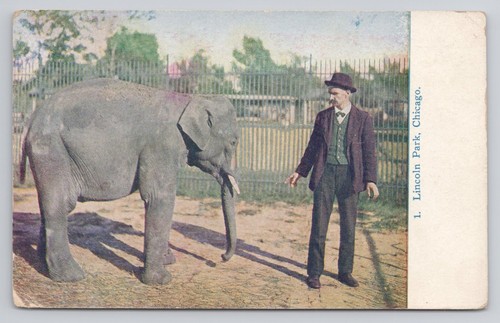 Elephant lincoln park zoo - elephant,